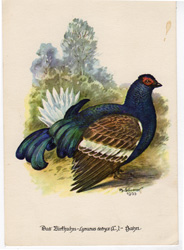 vintage and antique bird prints